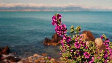 Arka planda Akdeniz olan pembe mallow çiçeklerini kapatın.