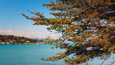 Denizde yüzen tekneleri bulanık gören yeşil bir ağaç dalına yakın.