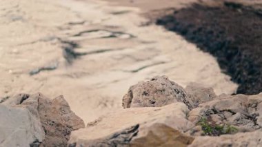 Çamurlu bir sahile vuran karanlık dalgaların kenarları köpükle kaplanmış.