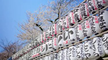 Japonya, Asakusa 'daki Senso-ji tapınağının arka bahçesinde kiraz çiçekli beyaz fenerler. Çeviri: 