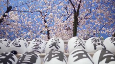 Japonya, Asakusa 'daki Senso-ji tapınağının arka bahçesinde kiraz çiçekli beyaz fenerler. Çeviri: 
