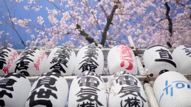 Japonya, Asakusa 'daki Senso-ji tapınağının arka bahçesinde kiraz çiçekli beyaz fenerler. Çeviri: 