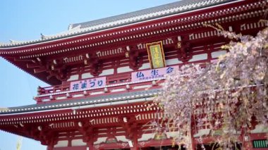 Japonya, Tokyo, Asakusa 'da gündüz vakti Kiraz çiçekleriyle çevrili Senso-ji tapınağı. Çeviri: 
