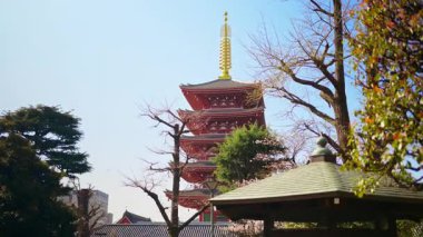 Senso-ji tapınağı gün ışığında Asakusa, Tokyo, Japonya 'da kiraz çiçekleriyle çevrili.