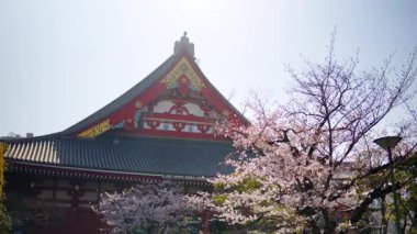 Japonya, Asakusa 'da gündüz vakti, Senso-ji tapınağı kiraz çiçekleriyle çevrilidir.