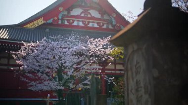Japonya, Asakusa 'da gündüz vakti, Senso-ji tapınağı kiraz çiçekleriyle çevrilidir.