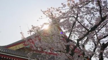 Senso-ji tapınağı Tokyo, Japonya 'da gün ışığında kiraz çiçekleriyle çevrili.
