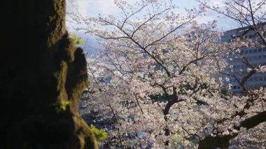 Chiyoda, Tokyo, Japonya 'daki Kita-no-maru parkındaki kiraz ağaçlarının manzarası