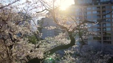 Chiyoda, Tokyo, Japonya 'daki Kita-no-maru parkındaki kiraz ağaçlarının manzarası