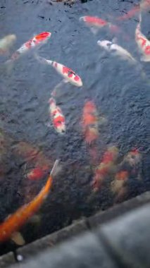 Japonya, Asakusa 'daki Senso-ji tapınağının avlusunda birden fazla Koi balığı yüzüyor. Dikey