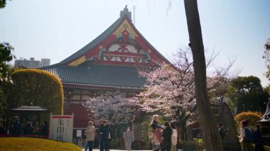Tokyo, Japonya - 23 Nisan 2025: Senso-ji Tapınağı gün ışığında kiraz çiçekleriyle çevrili