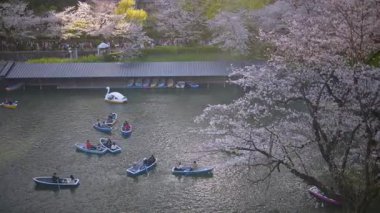 Tokyo, Japonya - 23 Nisan 2025: Chiyoda 'da kiraz ağaçlarının yanındaki Kita-no-maru parkında küçük teknelerde yaşayan insanlar