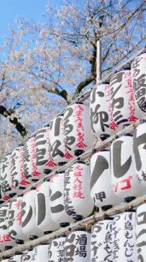 Japonya, Asakusa 'daki Senso-ji tapınağının arka bahçesinde kiraz çiçekli beyaz fenerler. Dikey. Çeviri: 