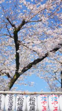 Japonya, Asakusa 'daki Senso-ji tapınağının arka bahçesinde kiraz çiçekli beyaz fenerler. Dikey - kağıt fenerlere yazılmış imparator isimleri