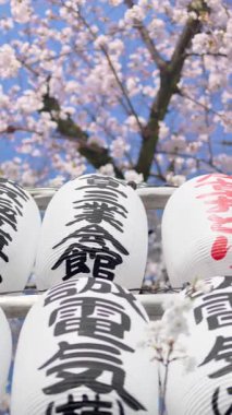Japonya, Asakusa 'daki Senso-ji tapınağının arka bahçesinde kiraz çiçekli beyaz fenerler. Dikey. Çeviri: 