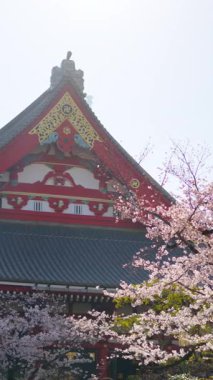 Japonya, Asakusa 'da gündüz vakti, Senso-ji tapınağı kiraz çiçekleriyle çevrilidir. Dikey