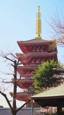 Japonya, Tokyo, Asakusa 'da gündüz vakti Kiraz çiçekleriyle çevrili Senso-ji tapınağı. Dikey