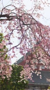 Arka planda Asakusa, Tokyo, Japonya 'daki Senso-ji tapınağındaki kiraz çiçeklerini kapatın. Dikey
