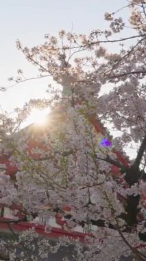 Japonya, Asakusa 'da gündüz vakti, Senso-ji tapınağı kiraz çiçekleriyle çevrilidir. Dikey