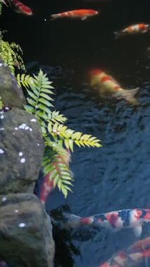 Japonya, Asakusa 'daki Senso-ji tapınağının avlusunda birden fazla Koi balığı yüzüyor. Dikey