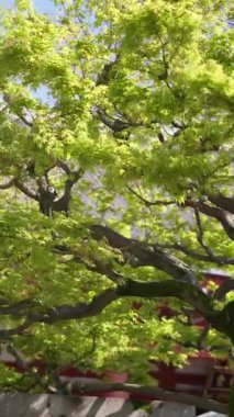 Japonya 'nın Asakusa kentindeki Senso-ji Tapınağı' nın avlusundaki taş bir sütuna yaklaş. Dikey