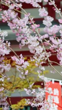 Arka planda Asakusa, Tokyo, Japonya 'daki Senso-ji tapınağındaki kiraz çiçeklerini kapatın. Dikey