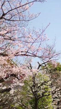 Japonya, Asakusa 'da gündüz vakti, Senso-ji tapınağı kiraz çiçekleriyle çevrilidir. Dikey