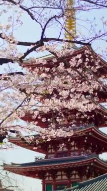Japonya, Asakusa 'da gündüz vakti, Senso-ji tapınağı kiraz çiçekleriyle çevrilidir. Dikey