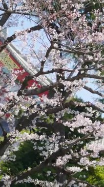 Japonya, Asakusa 'da gündüz vakti, Senso-ji tapınağı kiraz çiçekleriyle çevrilidir. Dikey