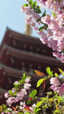 Japonya, Tokyo, Asakusa 'daki Senso-ji tapınağının arka planında kiraz çiçeklerini kapatın. Dikey