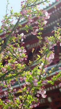 Japonya, Tokyo, Asakusa 'daki Senso-ji tapınağının arka planında kiraz çiçeklerini kapatın. Dikey