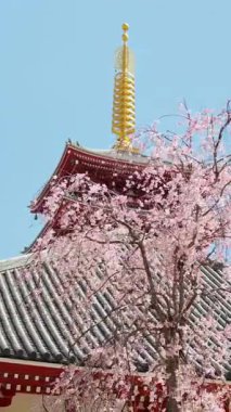 Japonya, Asakusa 'da gündüz vakti, Senso-ji tapınağı kiraz çiçekleriyle çevrilidir. Dikey