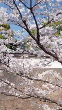 Kokyo Gaien Ulusal Bahçesi 'nde kiraz ağaçları Chiyoda, Tokyo, Japonya' daki misafir evinin yanında. Dikey