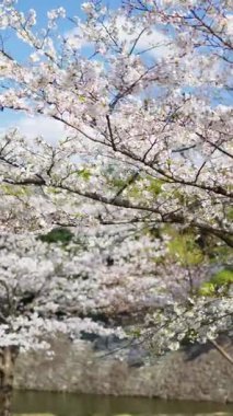 Kokyo Gaien Ulusal Bahçesi 'nde kiraz ağaçları Chiyoda, Tokyo, Japonya' daki misafir evinin yanında. Dikey