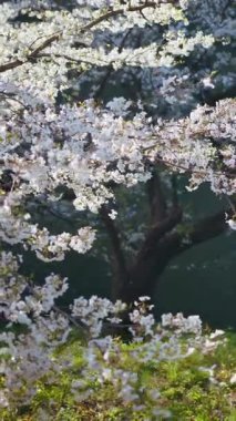 Chiyoda, Tokyo, Japonya 'daki Kita-no-maru parkındaki kiraz ağaçlarının manzarası. Dikey