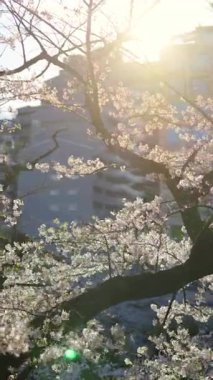 Chiyoda, Tokyo, Japonya 'daki Kita-no-maru parkındaki kiraz ağaçlarının manzarası. Dikey