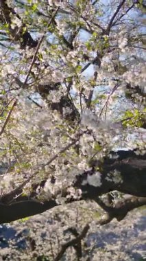 Chiyoda, Tokyo, Japonya 'daki Kita-no-maru parkındaki kiraz ağaçlarının manzarası. Dikey