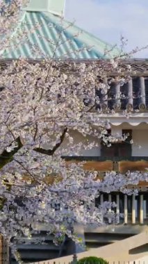Chiyoda 'daki İnui-mon Kapısı manzaralı kiraz ağacı. Dikey
