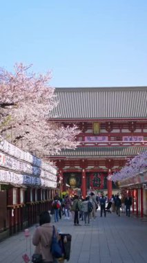 Tokyo, Japonya - 23 Nisan 2025 Senso-ji tapınağı gün ışığında kiraz çiçekleriyle çevrili. Asakusa bölgesi. Dikey