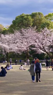Tokyo, Japonya - 23 Nisan 2025: İnsanlar Chiyoda 'da kiraz ağaçlarının yanındaki Kita-no-maru parkında yürüyorlar. Dikey