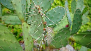 Antibes, Fransa 'da bir bahçede bir kaktüsün yakınında.