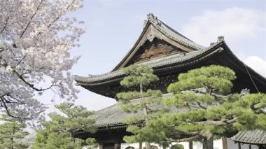 Japonya 'nın Kyoto şehrinde tarihi mimarinin yakınında açan çarpıcı kiraz ağaçları.