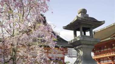 Fushimi Inari tarihi tapınağındaki antik bir taş feneri çevreleyen pembe kiraz çiçekleri. Sahne, baharın güzelliğini, sergilenen kültürü ve doğal güzelliği yakalıyor. Kyoto, Japonya