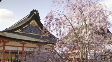 Fushimi Inari tarihi tapınağındaki antik bir taş feneri çevreleyen pembe kiraz çiçekleri. Sahne, baharın güzelliğini, sergilenen kültürü ve doğal güzelliği yakalıyor. Kyoto, Japonya