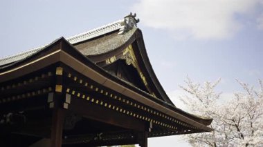 Springtime brings vibrant cherry blossoms to life beside Fushimi Inari ancient shrine in Kyoto, Japan