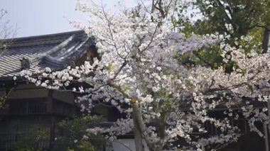Japonya 'nın Kyoto kentindeki Japon Fushimi Inari türbesi bahçesinde narin kiraz çiçekleri çiçek açtı.