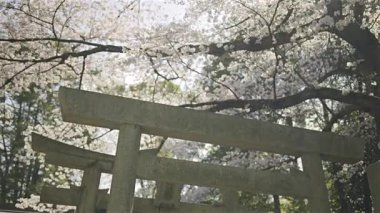 Cherry blossoms create a stunning backdrop for an ancient shrine located in Fushimi Inari. Visitors admire the vibrant flowers under a clear blue sky, enjoying the tranquility of nature. Kyoto, Japan