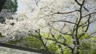 Cherry blossoms bursting into bloom in the garden of the shrine. Kyoto, Japan, Fushimi Inari