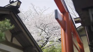 Çiçek açan kiraz ağaçları, huzurlu bir parktaki geleneksel Fushimi Inari tapınağına çarpıcı bir zemin sağlıyor. Kyoto, Japonya
