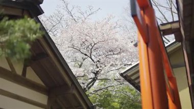Geleneksel Japon türbe torii kapılarının yakınında açan kiraz çiçekleri gökyüzünü dolduruyor. Fushimi Inari, Kyoto, Japonya